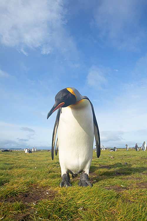 King Penguin (Aptenodytes patagonicus)