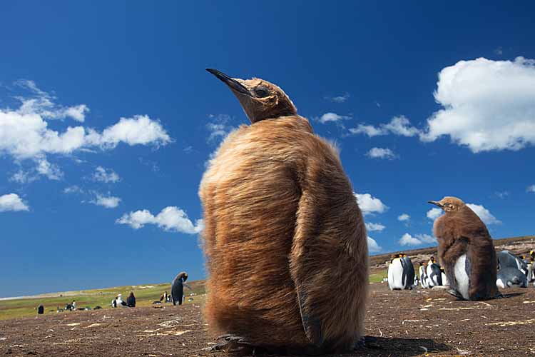 King Penguin (Aptenodytes patagonicus)