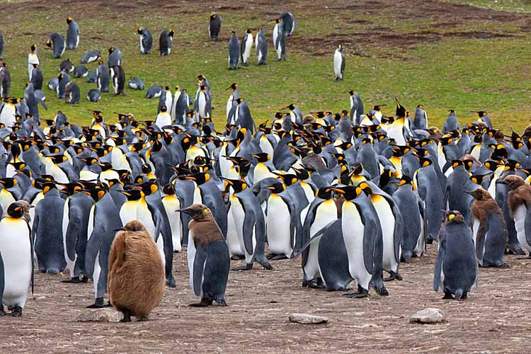 King Penguin (Aptenodytes patagonicus)