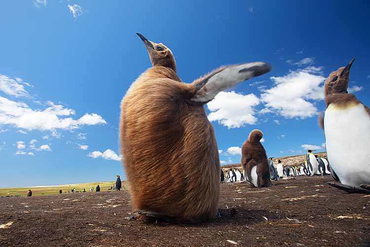 King Penguin (Aptenodytes patagonicus)