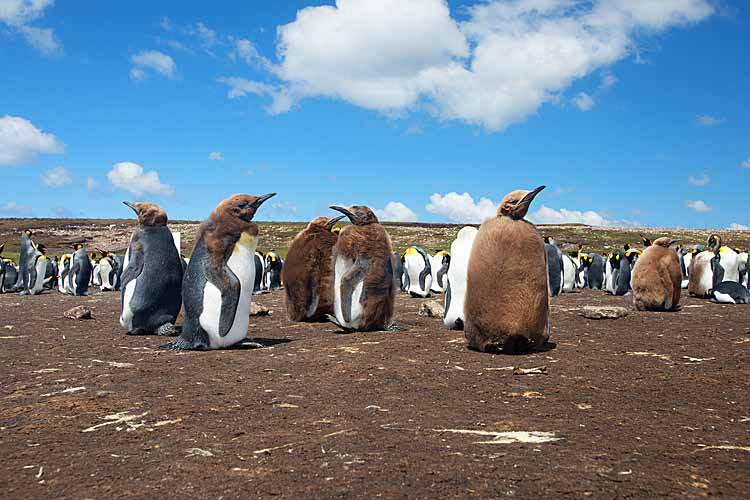 King Penguin (Aptenodytes patagonicus)