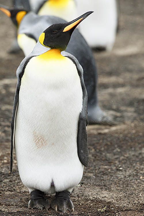 King Penguin (Aptenodytes patagonicus)