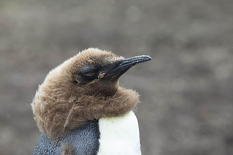 King Penguin (Aptenodytes patagonicus)