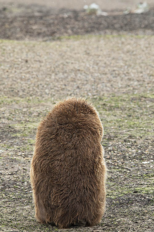 King Penguin (Aptenodytes patagonicus)