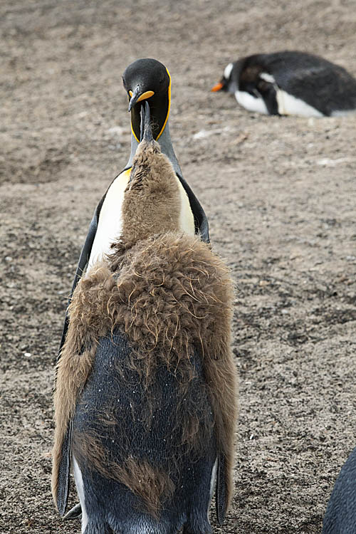 King Penguin (Aptenodytes patagonicus)