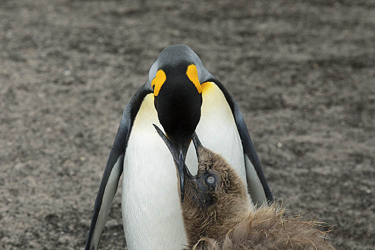 King Penguin (Aptenodytes patagonicus)