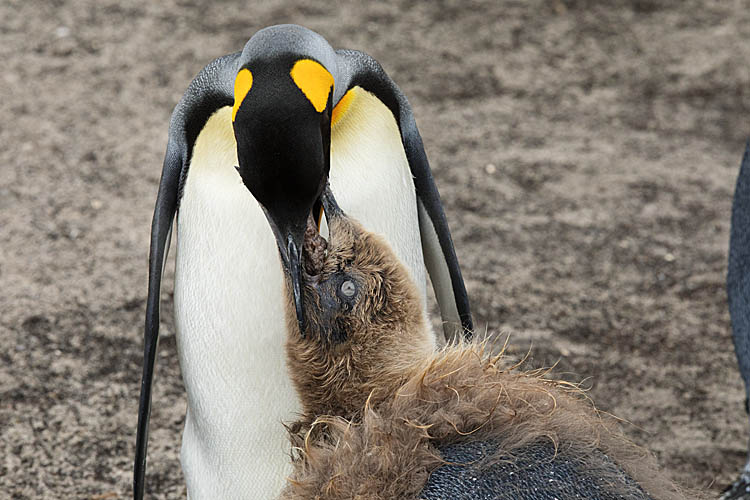 King Penguin (Aptenodytes patagonicus)