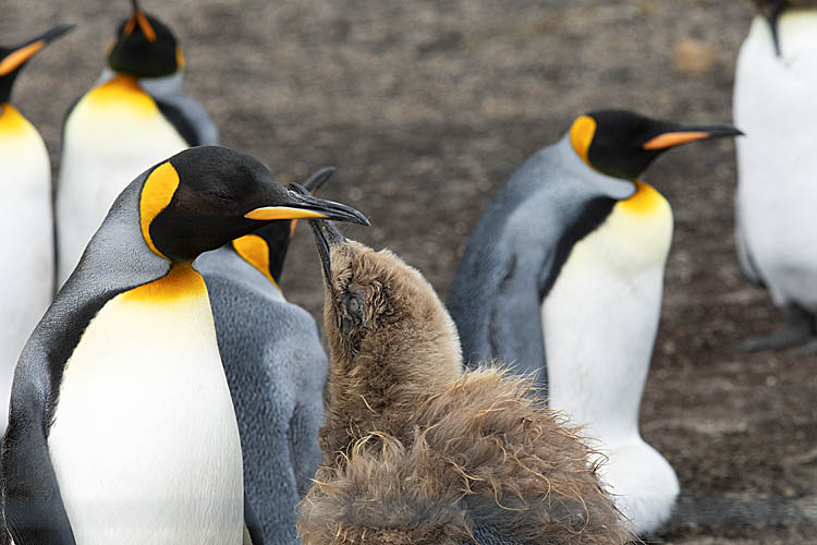 King Penguin (Aptenodytes patagonicus)