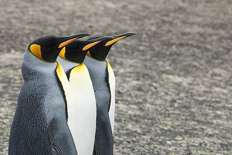 King Penguin (Aptenodytes patagonicus)