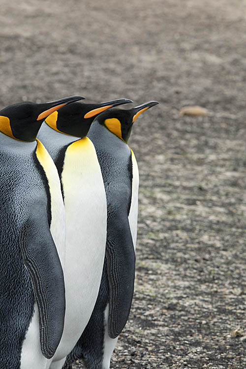 King Penguin (Aptenodytes patagonicus)