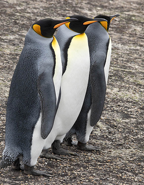 King Penguin (Aptenodytes patagonicus)