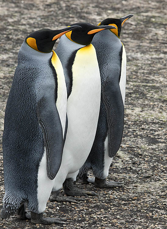 King Penguin (Aptenodytes patagonicus)