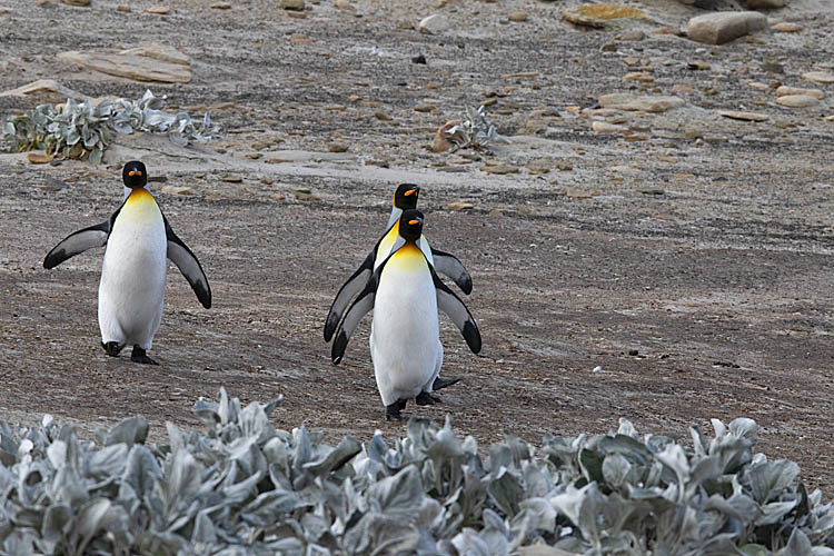 King Penguin (Aptenodytes patagonicus)