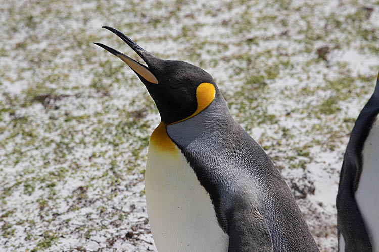 King Penguin (Aptenodytes patagonicus)