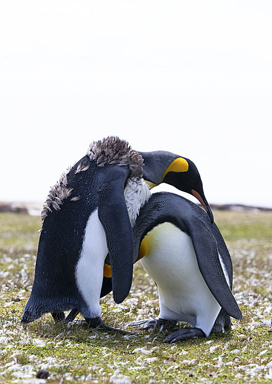 King Penguin (Aptenodytes patagonicus)