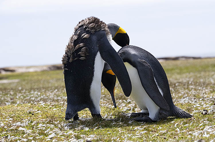 King Penguin (Aptenodytes patagonicus)