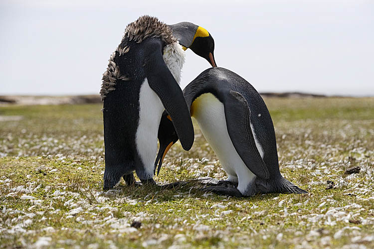 King Penguin (Aptenodytes patagonicus)