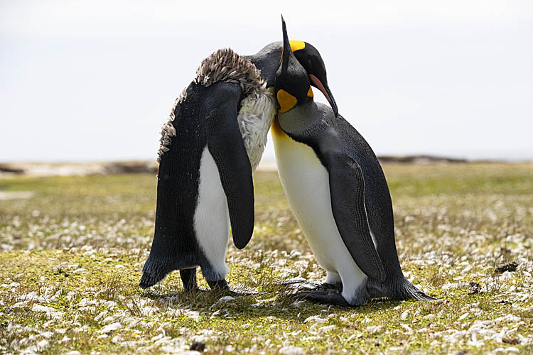 King Penguin (Aptenodytes patagonicus)