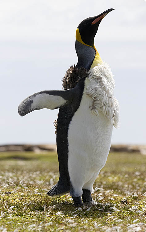 King Penguin (Aptenodytes patagonicus)