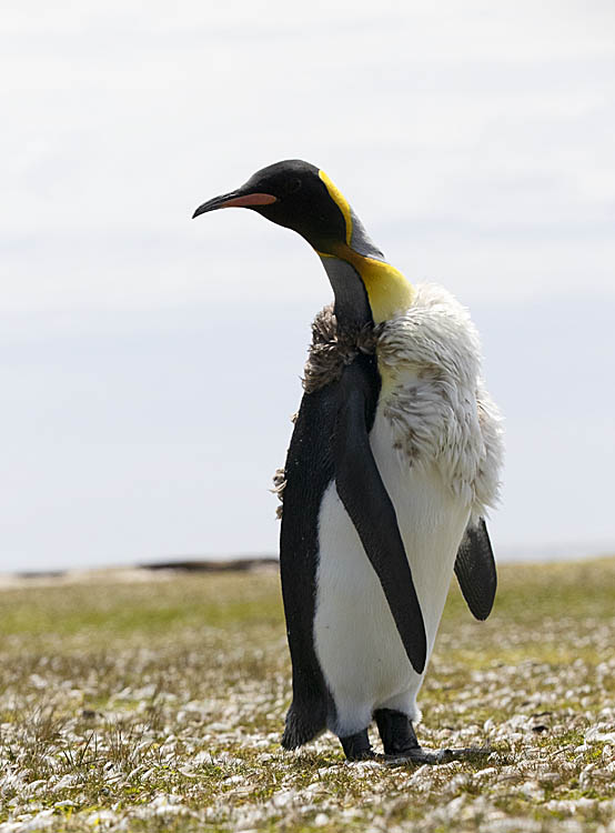 King Penguin (Aptenodytes patagonicus)