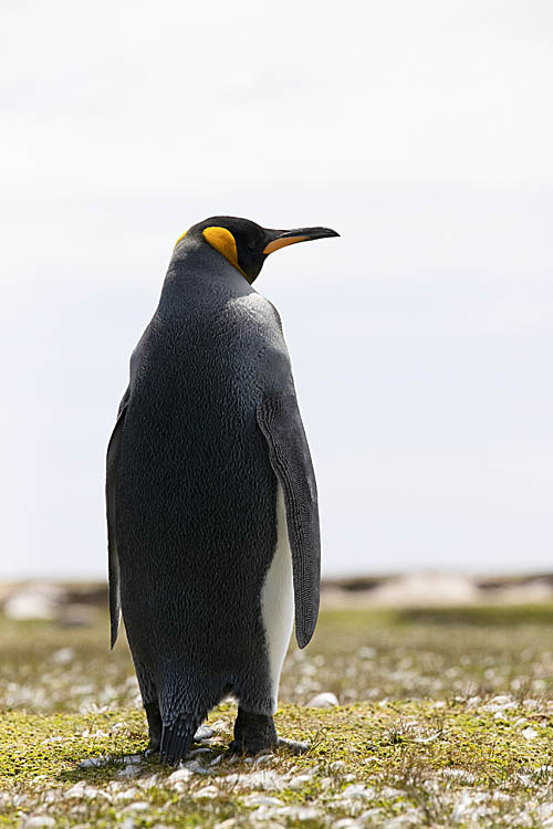 King Penguin (Aptenodytes patagonicus)