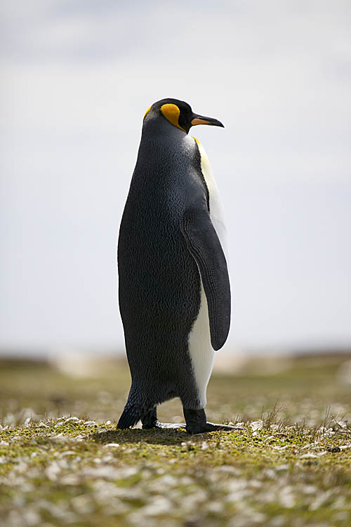 King Penguin (Aptenodytes patagonicus)