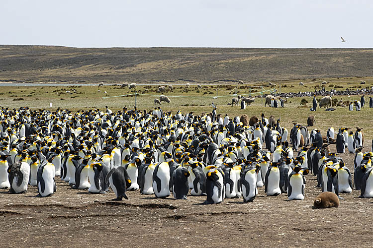 King Penguin (Aptenodytes patagonicus)