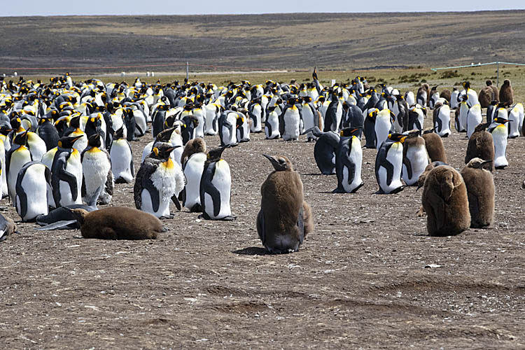 King Penguin (Aptenodytes patagonicus)