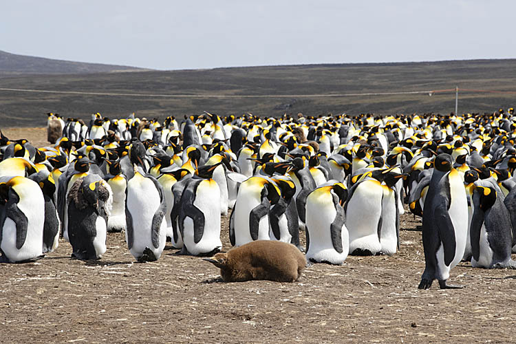 King Penguin (Aptenodytes patagonicus)