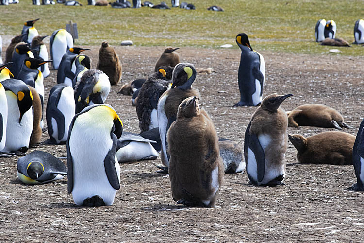 King Penguin (Aptenodytes patagonicus)