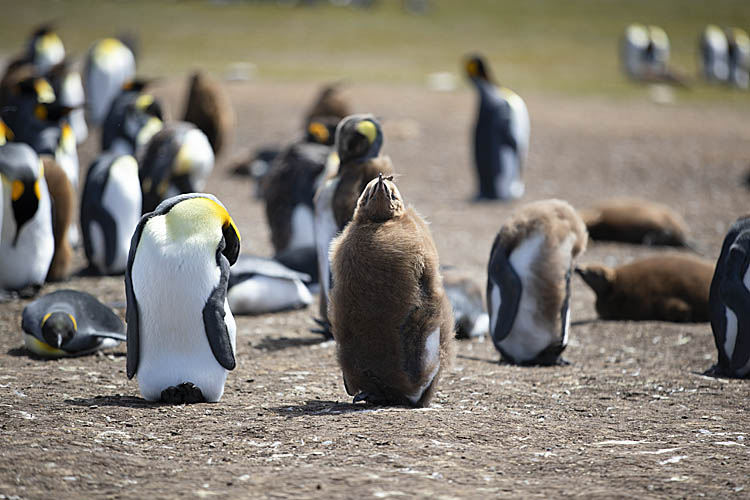 King Penguin (Aptenodytes patagonicus)