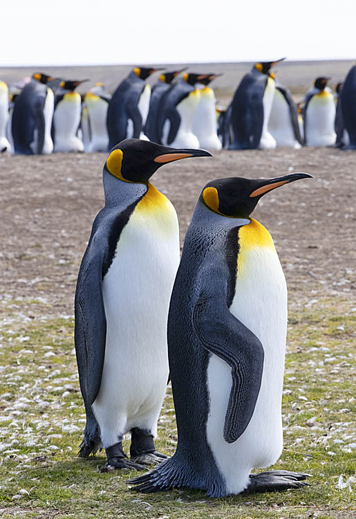 King Penguin (Aptenodytes patagonicus)