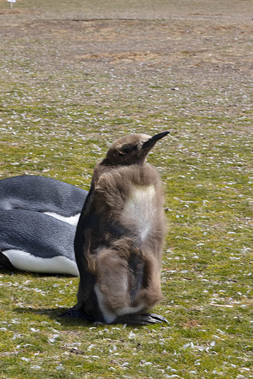 King Penguin (Aptenodytes patagonicus)