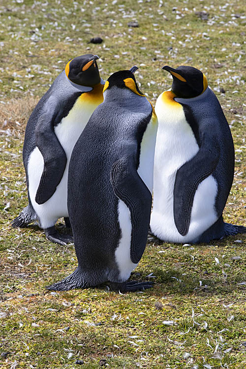 King Penguin (Aptenodytes patagonicus)