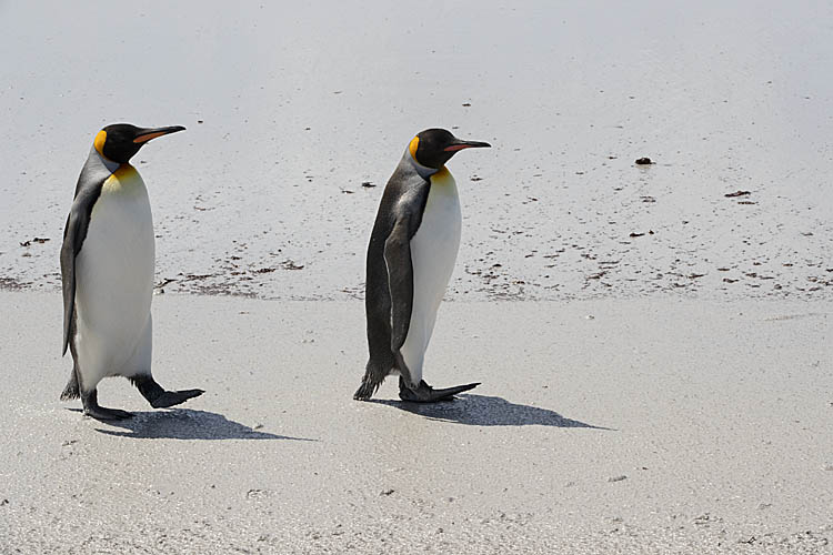 King Penguin (Aptenodytes patagonicus)