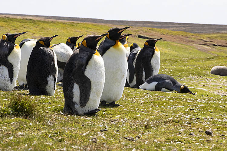 King Penguin (Aptenodytes patagonicus)