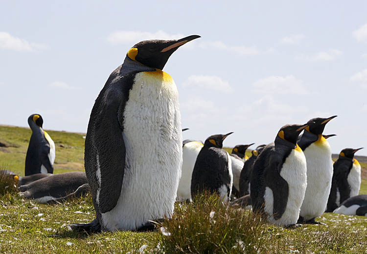 King Penguin (Aptenodytes patagonicus)