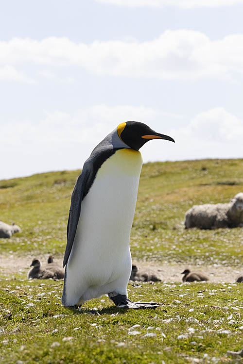 King Penguin (Aptenodytes patagonicus)