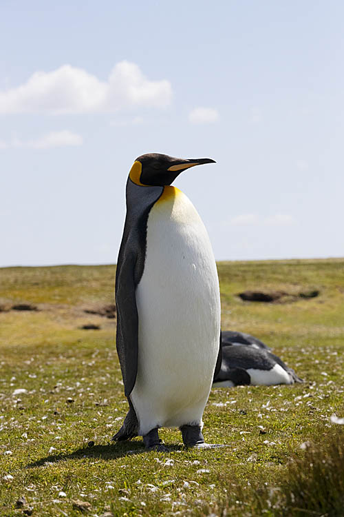 King Penguin (Aptenodytes patagonicus)