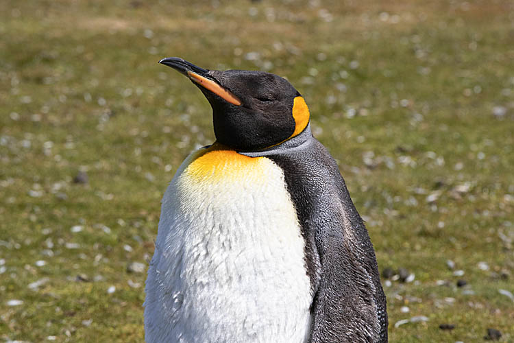 King Penguin (Aptenodytes patagonicus)