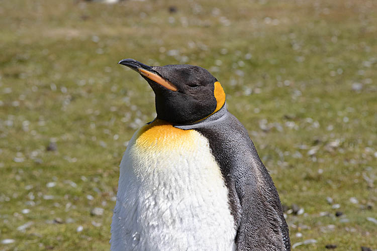 King Penguin (Aptenodytes patagonicus)