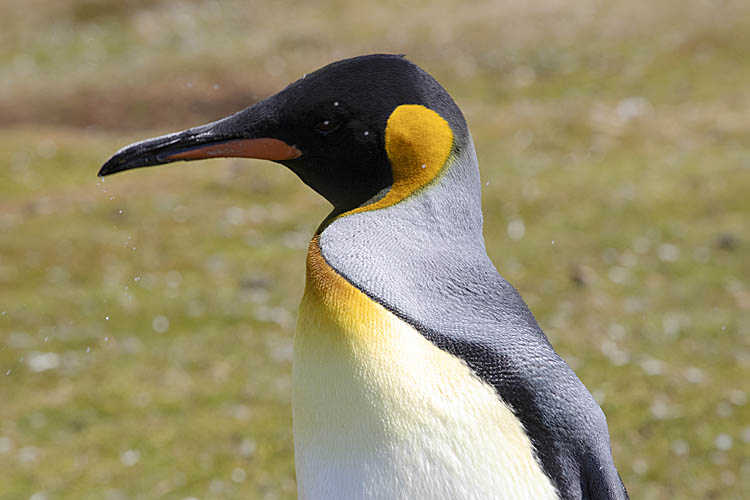 King Penguin (Aptenodytes patagonicus)