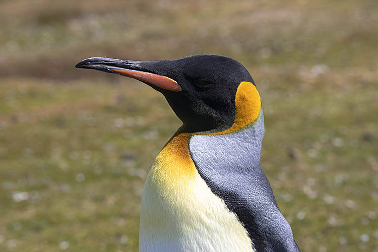 King Penguin (Aptenodytes patagonicus)