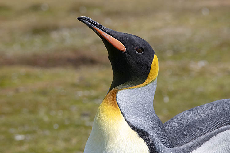 King Penguin (Aptenodytes patagonicus)