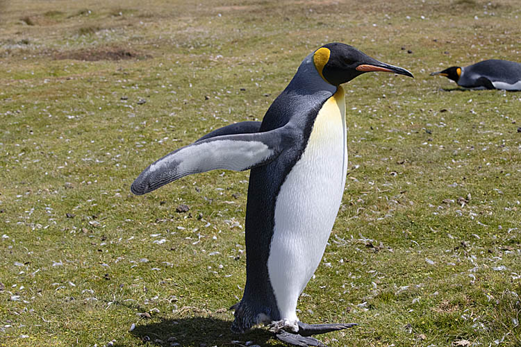 King Penguin (Aptenodytes patagonicus)