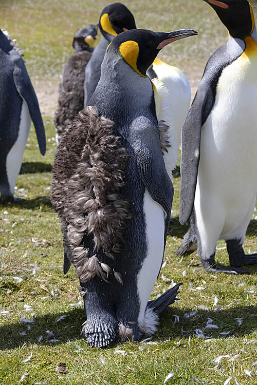 King Penguin (Aptenodytes patagonicus)