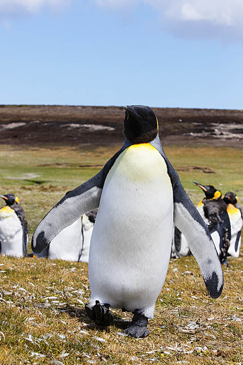 King Penguin (Aptenodytes patagonicus)