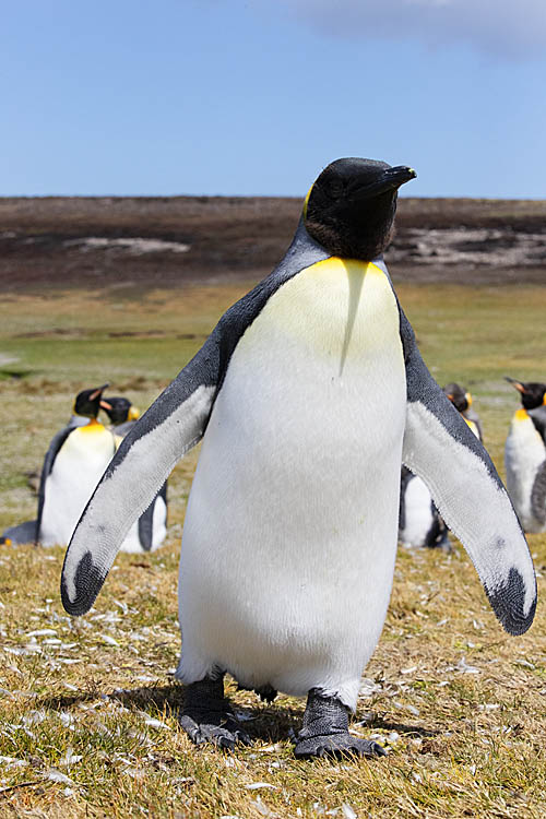 King Penguin (Aptenodytes patagonicus)