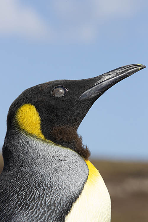 King Penguin (Aptenodytes patagonicus)