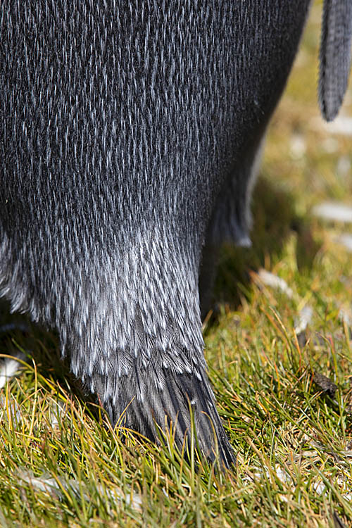 King Penguin (Aptenodytes patagonicus)